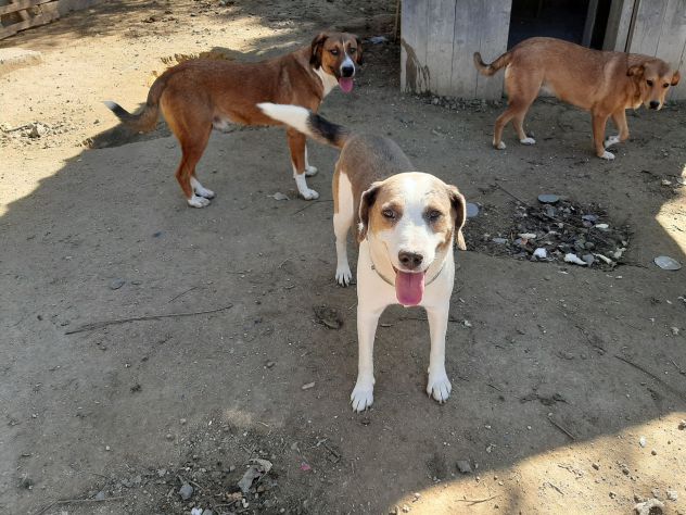 CAGNOLINI TALGIA MEDIO GRANDE IN REGALO - Foto 5