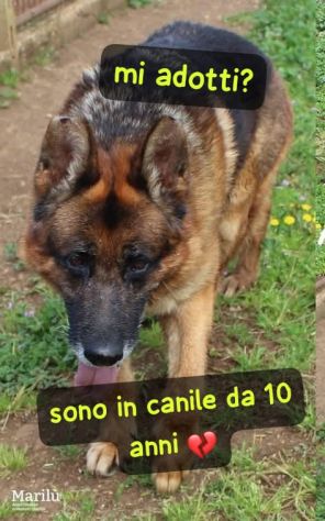 AXEL PASTORE TEDESCO 10 ANNI