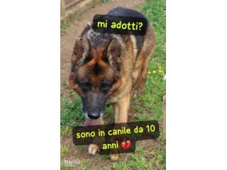 AXEL PASTORE TEDESCO 10 ANNI