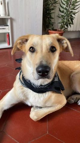 RAILY 4anni brava ed affettuosa - URGENTE - Foto 8