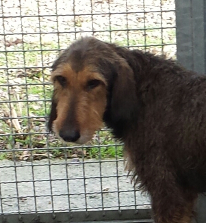 PINGO, spinone buonissimo - Foto 2
