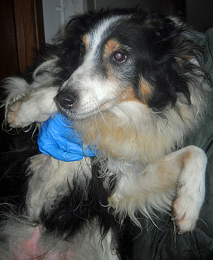 BECKY, dolcissima e delicata creatura - Foto 5