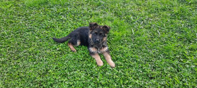 Cuccioli pastore tedesco pelo lungo - Foto 4