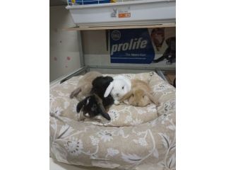 Conigli nani piccoli ariete minilop
