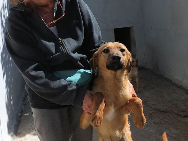 Pepe, abbandonato in una scatola - Foto 7