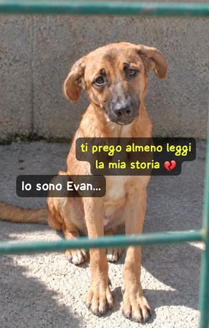 EVAN 1 ANNO taglia media