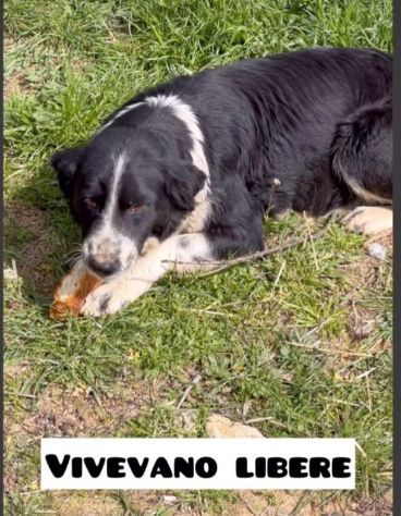 LARA E XENA incrocio border collie, giovani cagnoline in adozione di coppia. - Foto 10