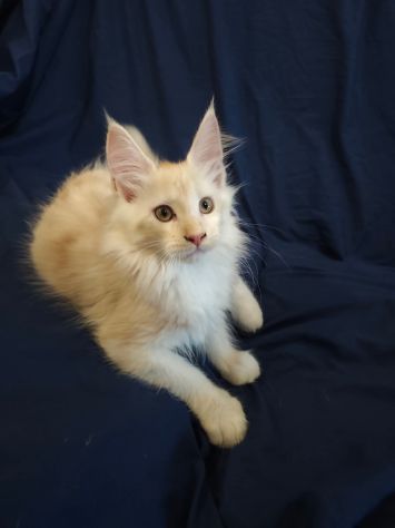 Gatti razza Maine Coon - Foto 5