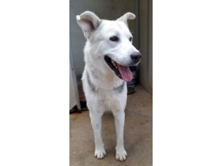 Oscar bellissimo mix husky in adozione