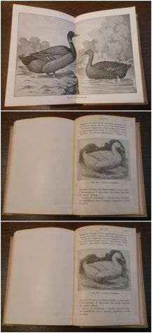 POLLICOLTURA, DEL MARCHESE G. TREVISANI, ULRICO HOEPLI 1919. - Foto 9