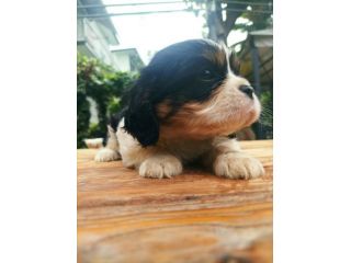 Cavalier king con pedigree