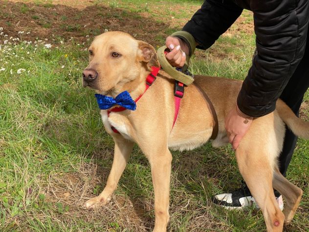 Tuono cucciolo di 1 anno, taglia media - Foto 10