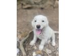 Pilù cucciolo