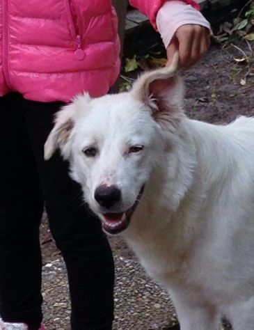 DAISY, splendida cucciolona URGENTE - Foto 2