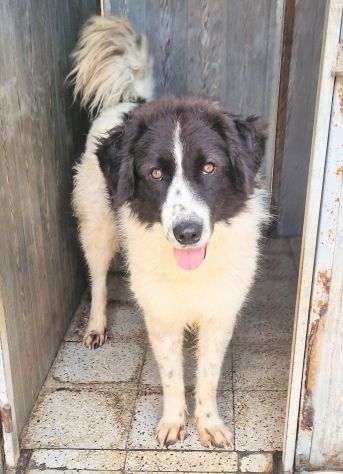 MARGOT,MERITA UNA MERAVIGLIOSA ADOZIONE! - Foto 7