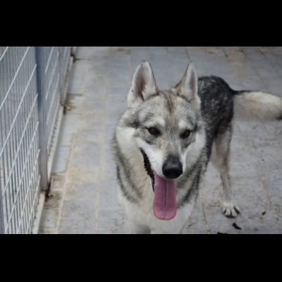 ZEUS LUPO CECOSLOVACCO CERCA SALVEZZA Cane in adozione