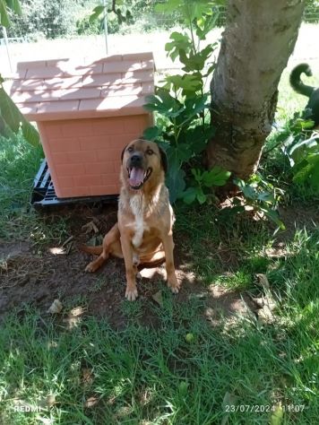 BULLO CONCENTRATO DI TENEREZZA, CANE IN ADOZIONE - Foto 5