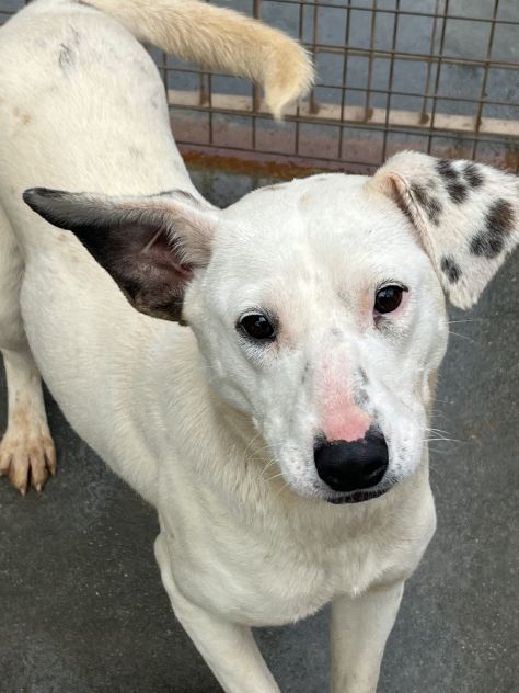 Fayla la dolcezza fatta cane