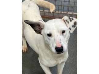 Fayla la dolcezza fatta cane