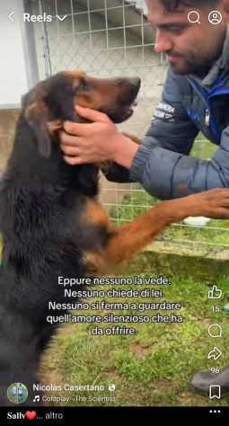 SALLY LA TENEREZZA CANE IN ADOZIONE TG MEDIA