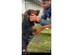 SALLY LA TENEREZZA CANE IN ADOZIONE TG MEDIA