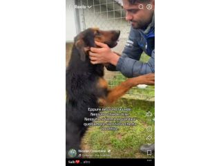 SALLY LA TENEREZZA CANE IN ADOZIONE TG MEDIA