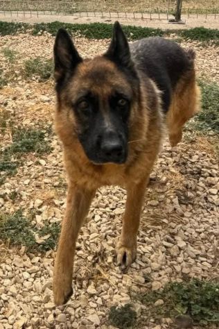 IL CUORE SPEZZATO DIETRO LE SBARRE SASHA PASTORE TEDESCO 2 ANNI PORTATA IN CANIL - Foto 3