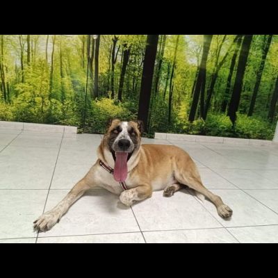 LEO ADORABILE E COCCOLONE CANE IN ADOZIONE - Foto 3