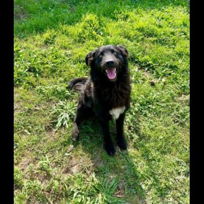 ADOTTA L' ALLEGRIA CAGNOLINO IN ADOZIONE - Foto 10