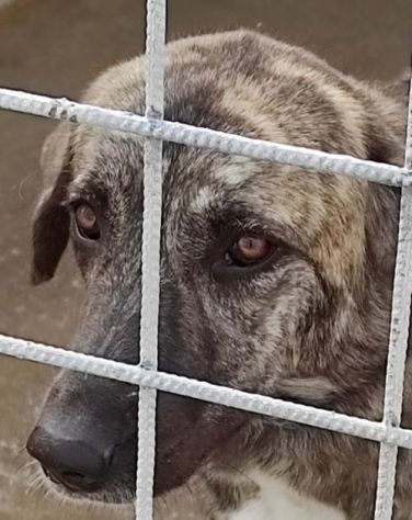 CANE IN ADOZIONE: TIAGO - Foto 3