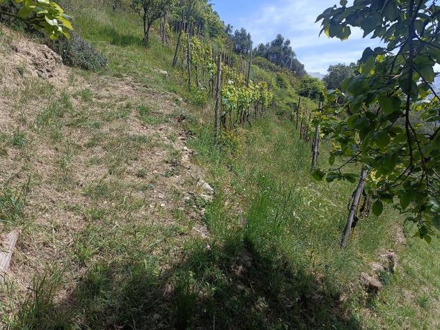 Terreno agricolo in vendita a Fontia - Carrara 3000 mq Rif: 798593 - Foto 5