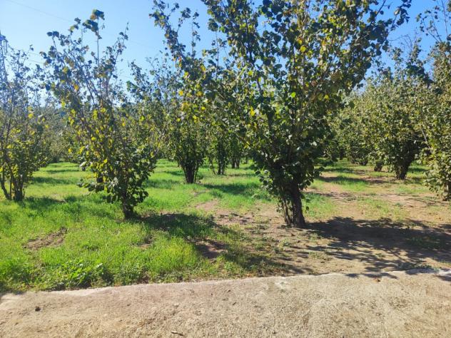 Agricolo in Via Bosco Magliano - Foto 11