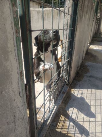 SILVESTRO DOLCISSIMO CANE IN ADOZIONE - Foto 3