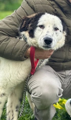 Il dolce Snoopy cerca la sua famiglia questa volta per sempre - Foto 7