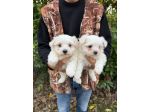 Cucciola Maltese Corano Koreano