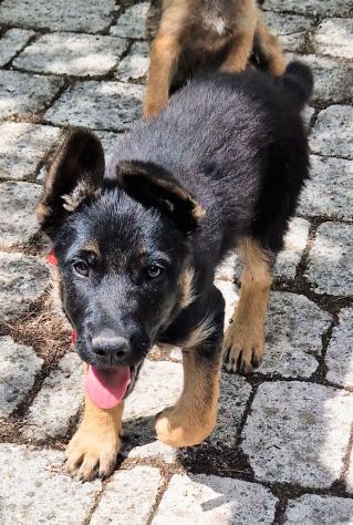 EVITIAMO IL CANILE A IGOR! - Foto 3