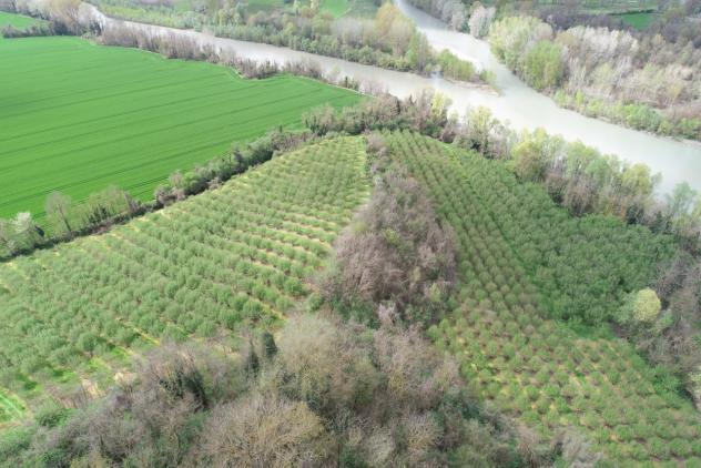 Agricolo in vendita a Cherasco - Foto 18