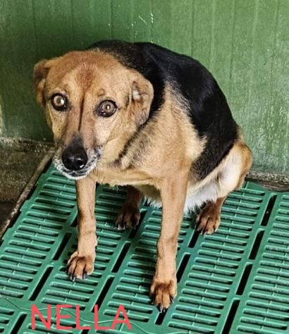 CANILE DI 3.000 CANI I POST SONO LA LORO UNICA POSSIBILITA' DI VISIBILITA' - Foto 4