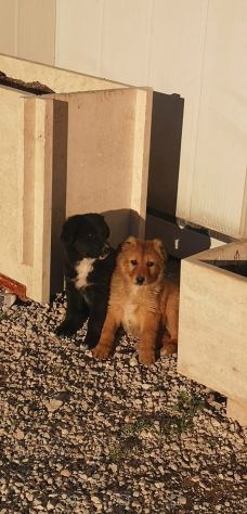 Splendidi cuccioli cercano casa - Foto 5
