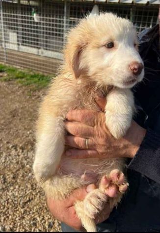 MILO ADORABILE CUCCIOLO IN ADOZIONE - Foto 6