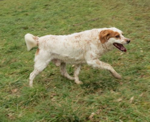 BOBI, mix setter - Foto 2