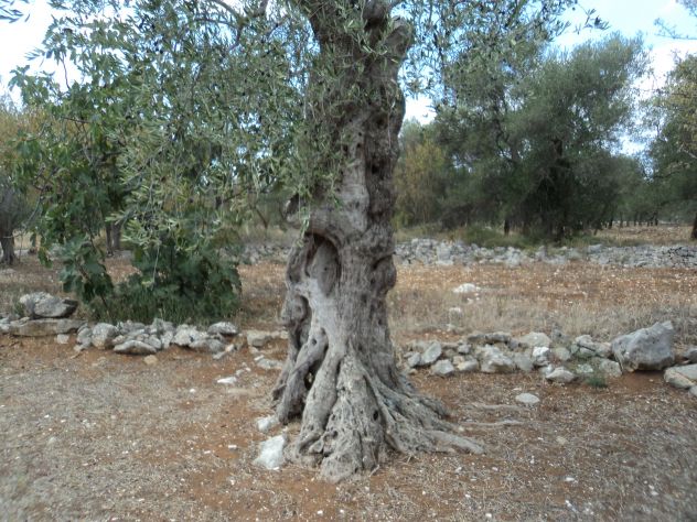Albero di Ulivo - Foto 3