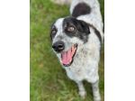 ESCAPE DOLCE E DISCRETO: CANE IN ADOZIONE TG MEDIA