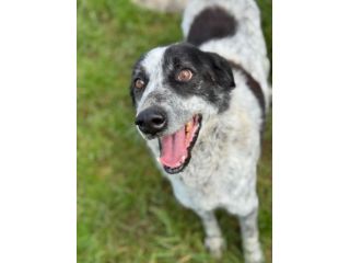 ESCAPE DOLCE E DISCRETO: CANE IN ADOZIONE TG MEDIA