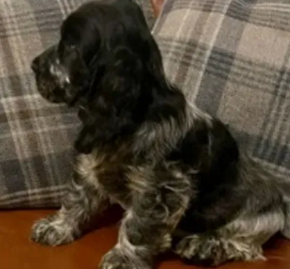 Cuccioli di COCKER SPANIEL MASCHIO E FEMMINA - Foto 3