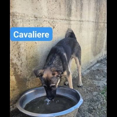 LORICA E CAVALIERE CUCCIOLI IN ADOZIONE - Foto 7
