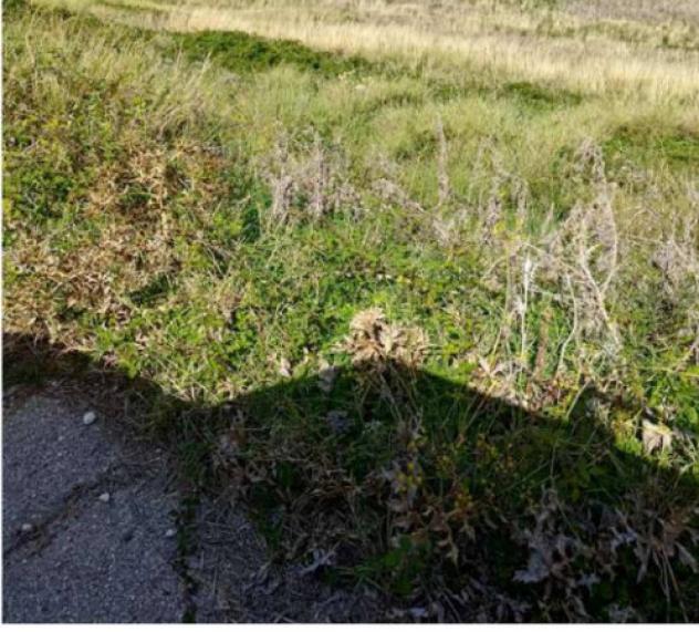 Immobile in asta di 155290 m² in vendita a Salemi - Foto 4