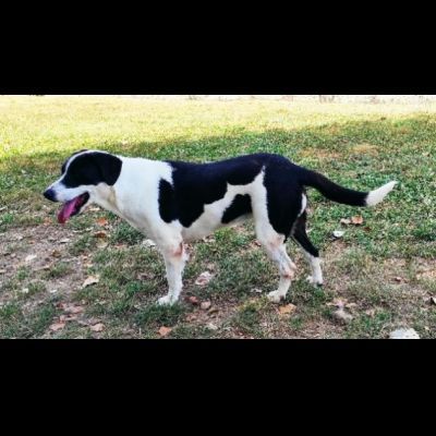 MARILU' tranquilla e pacata, taglia media. CANE IN ADOZIONE - Foto 6