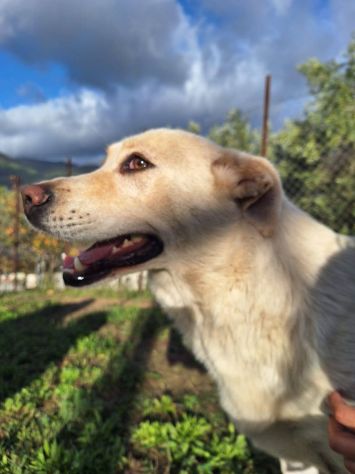 CORBINA MAGNIFICO CARATTERE CANE IN ADOZIONE - Foto 2