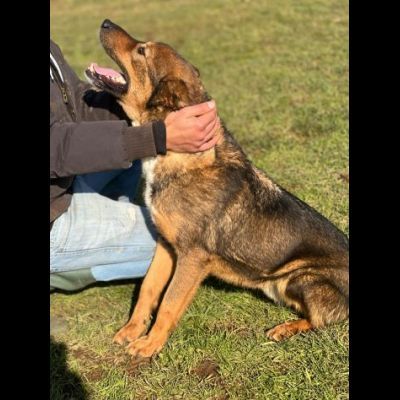 GIOI FESTOSO E AMOREVOLE CANE IN ADOZIONE - Foto 8